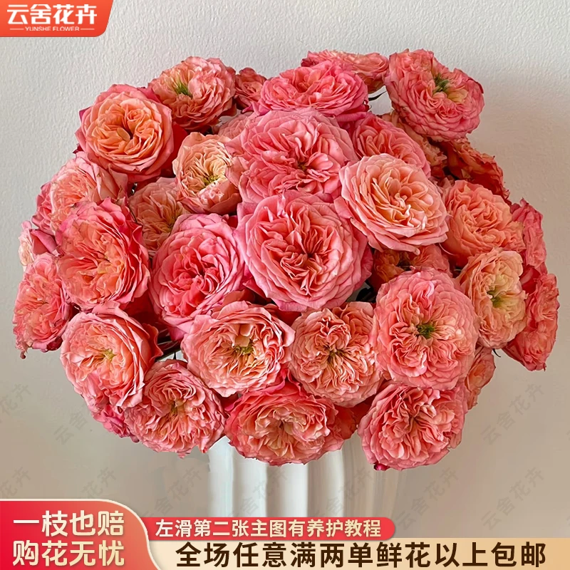 【云舍花卉】【炫舞】多头玫瑰 全场任意满两单及以上鲜花包邮