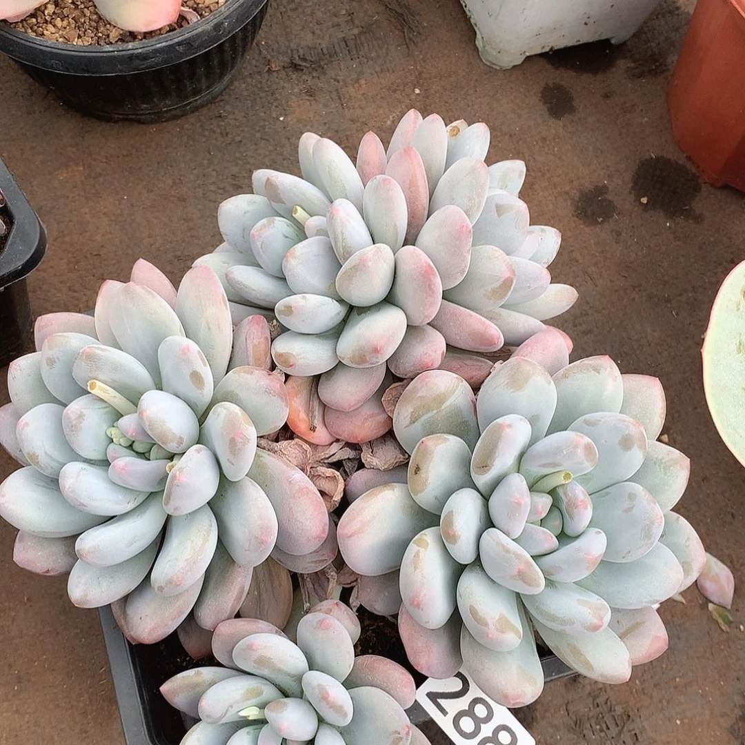 288香水一物一拍多肉