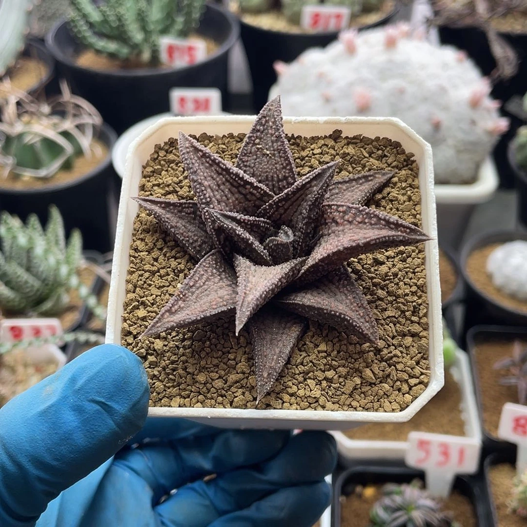 实生粉肌锦带桥仙人球