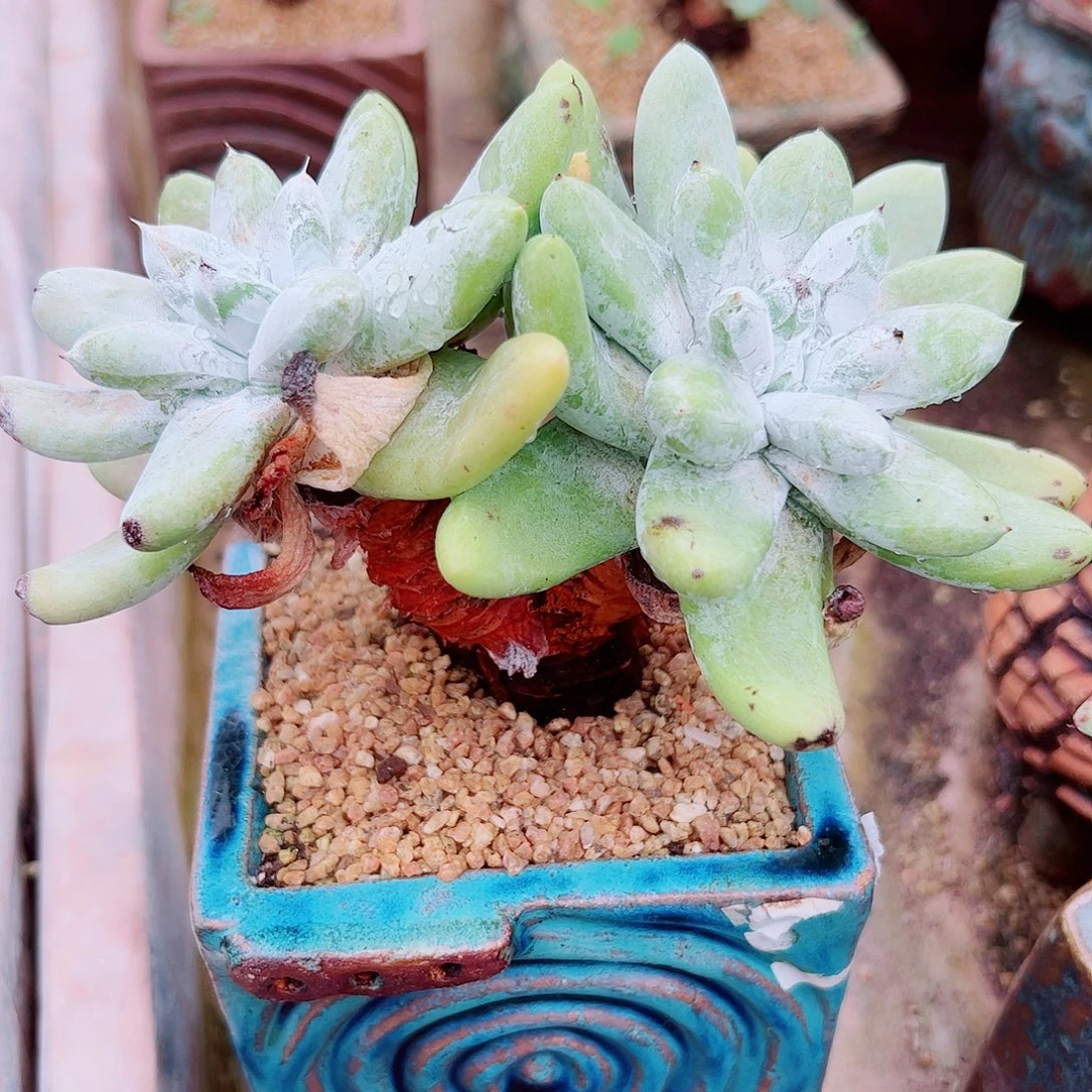 2093拇指仙女杯多肉