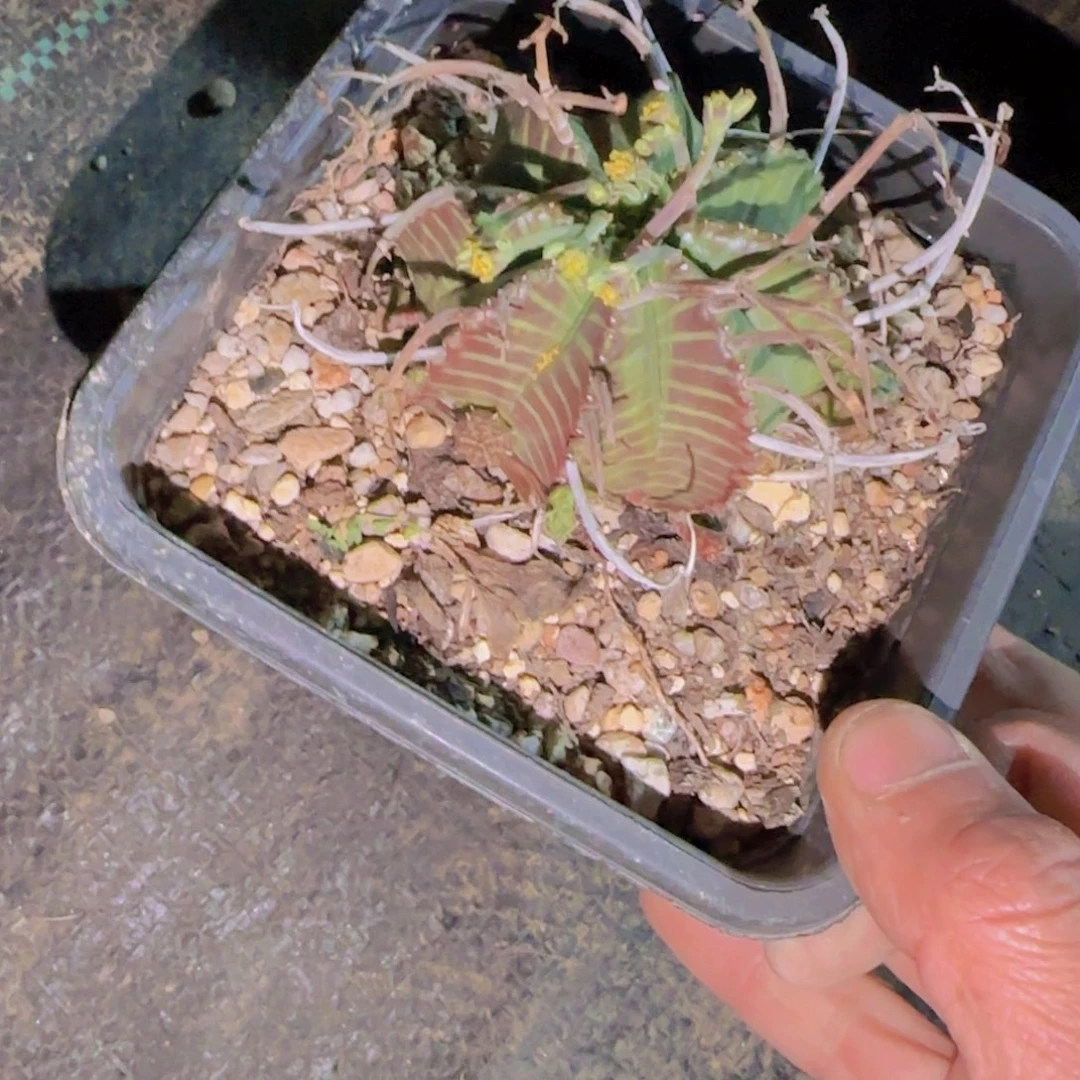 ?**?块根植物块根植物