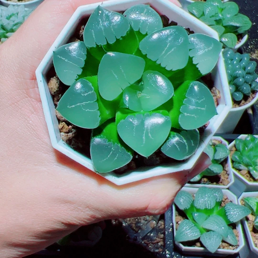 姬翠多肉植物阿阿