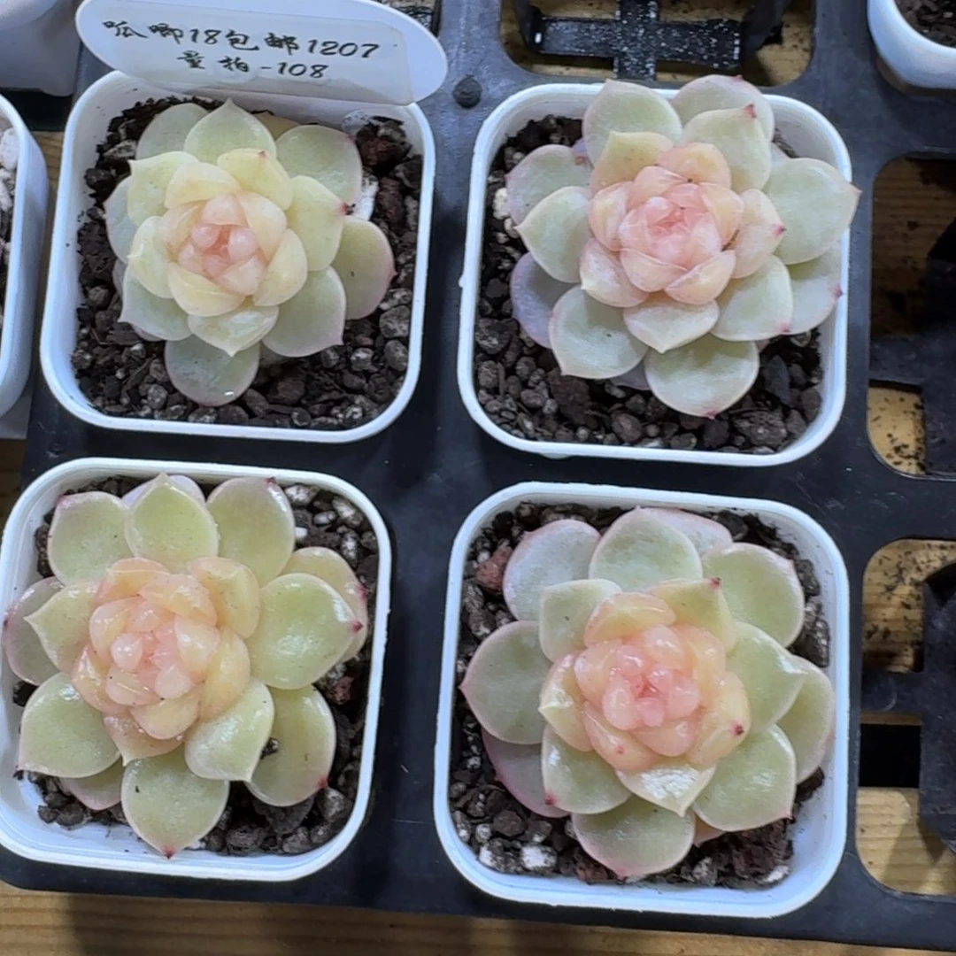 1207-108-余晖一颗量拍多肉