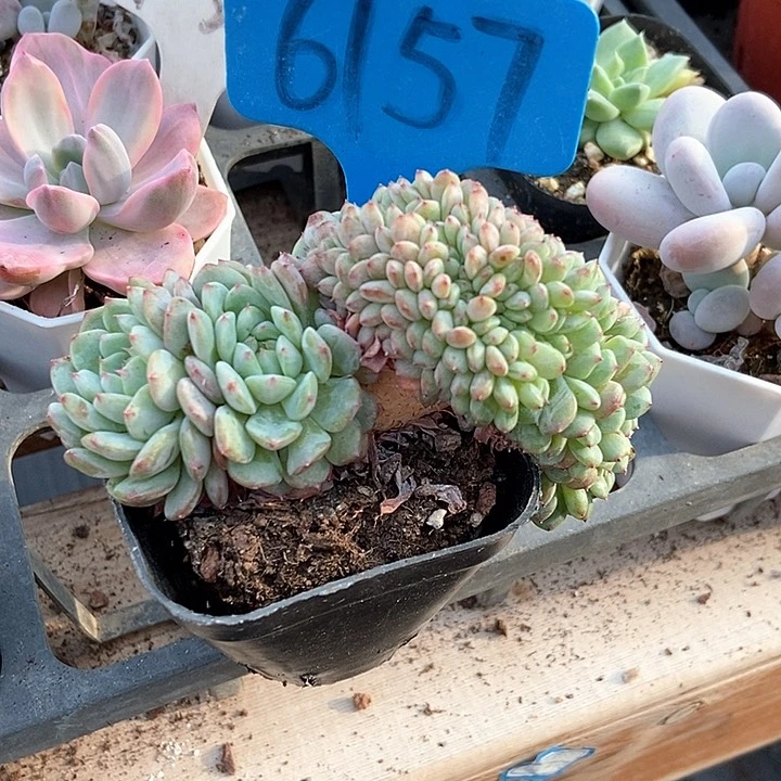 多肉植物白胖子6157