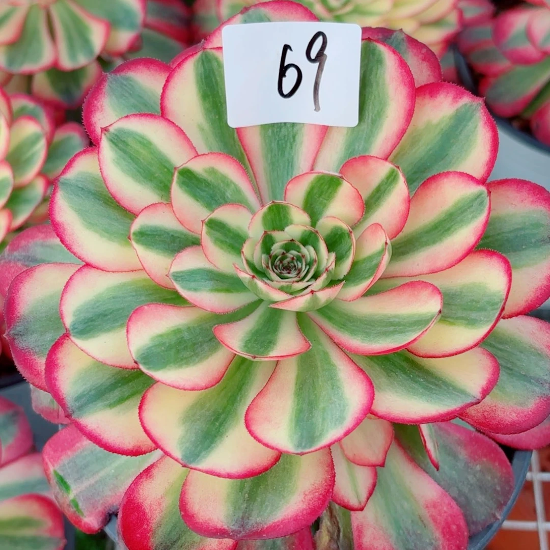 一物一拍多肉法师69