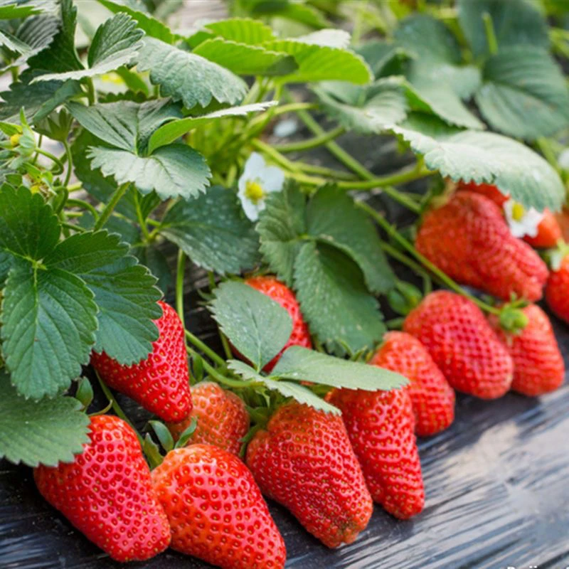 【全店满5包包邮】草莓种子白草莓种籽庭院阳台盆栽蔬菜水果种子