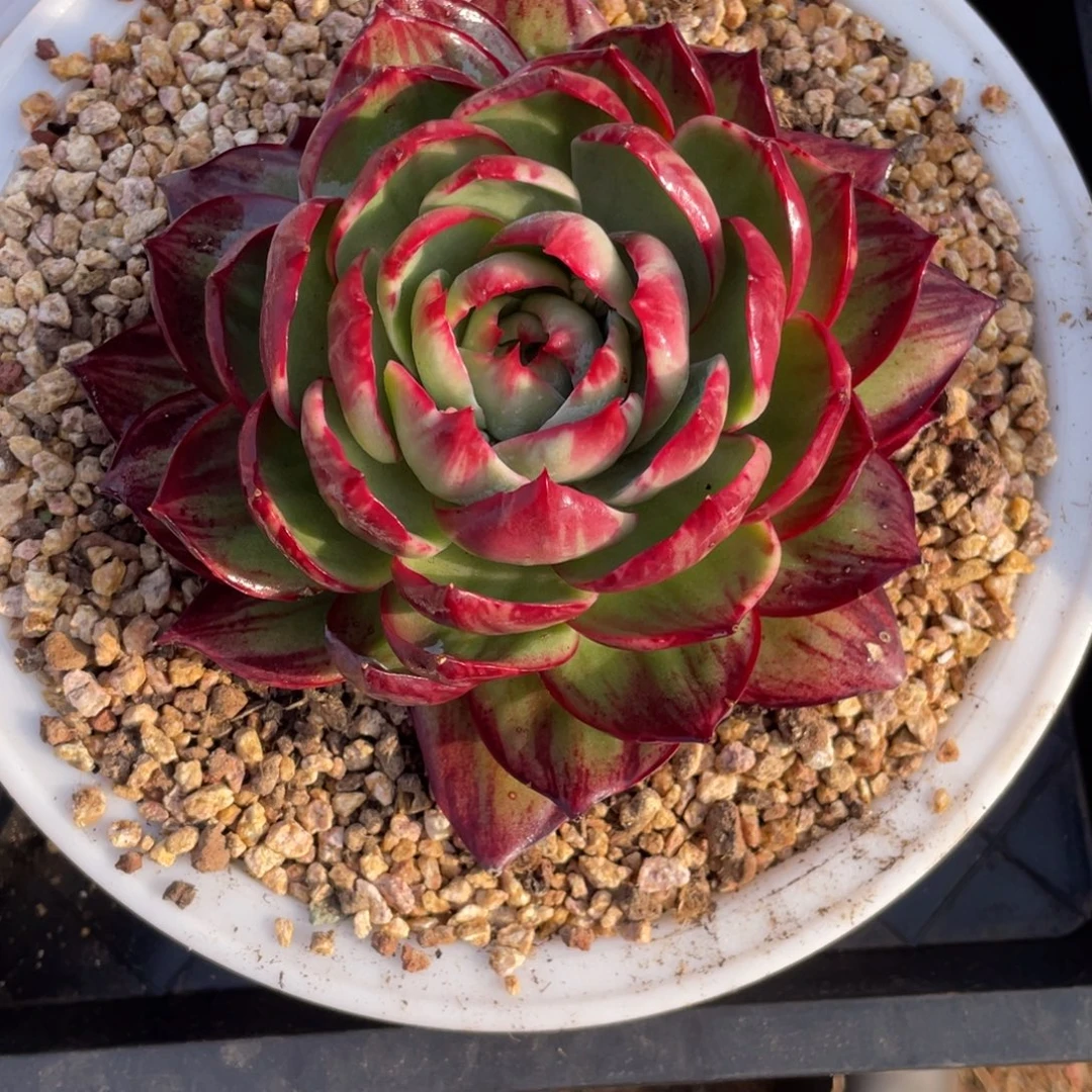 惊鸿仙子冠服15左右