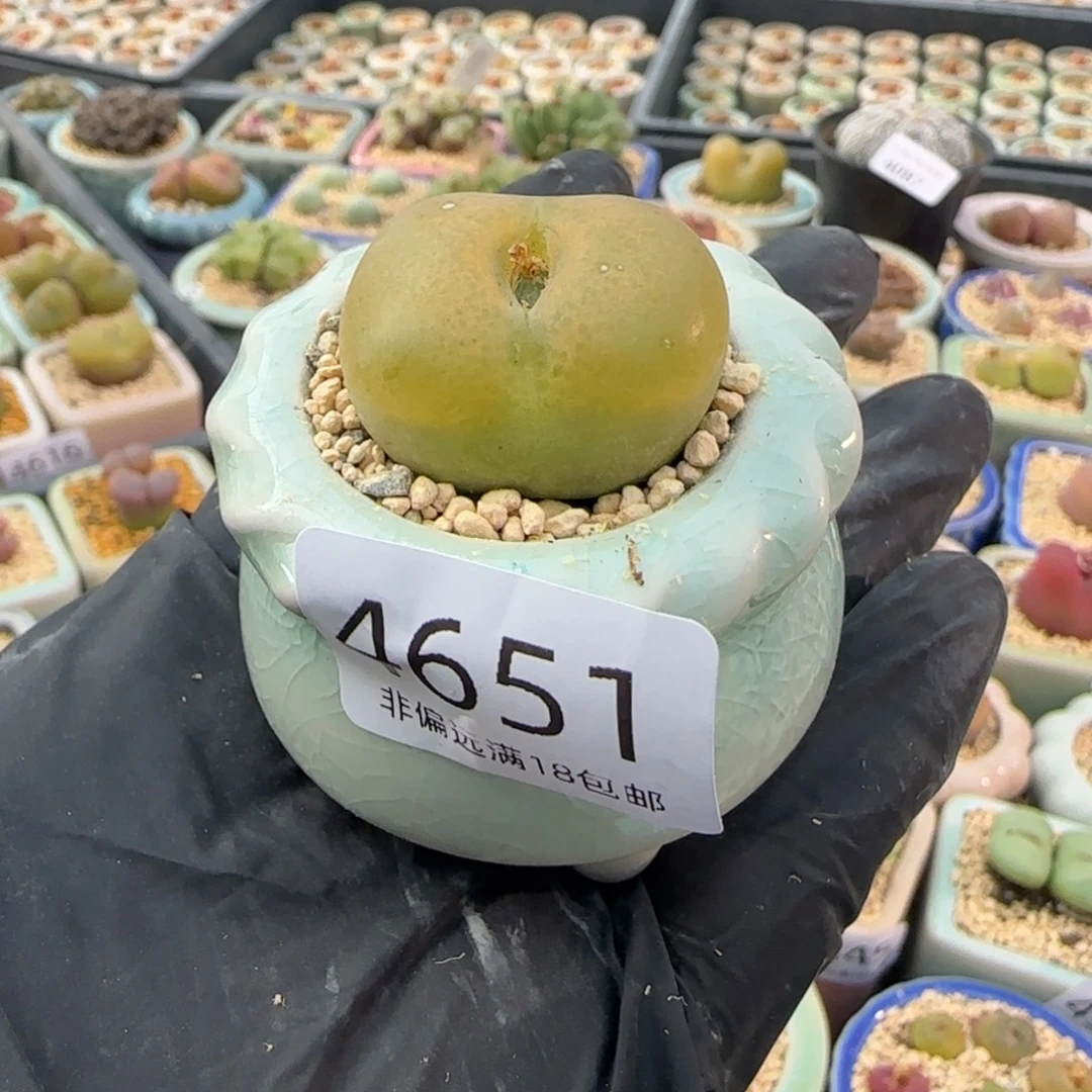 4651--一物一拍 带盆盆 蟠桃1801.1