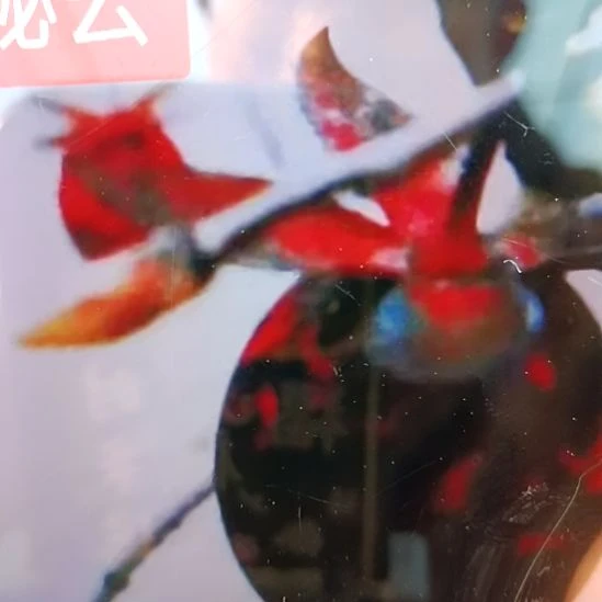 无花朵密云根苗老鸦