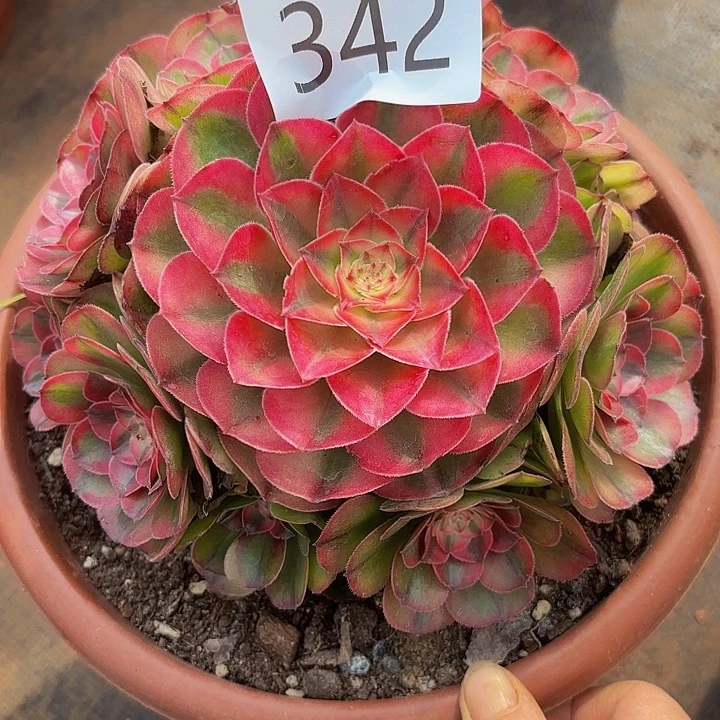 多肉植物荔枝342个