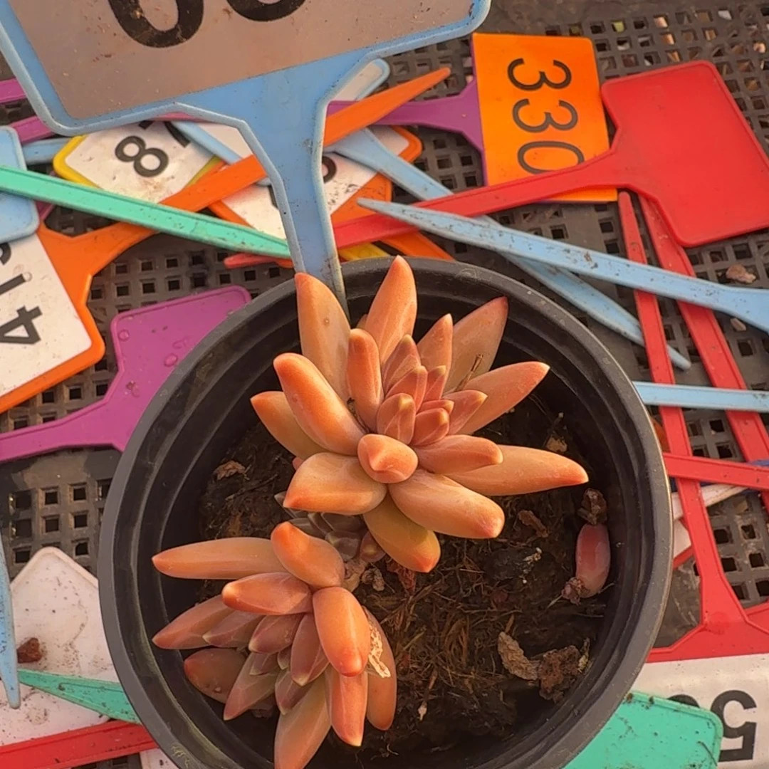 梵高多肉植物一物一拍063