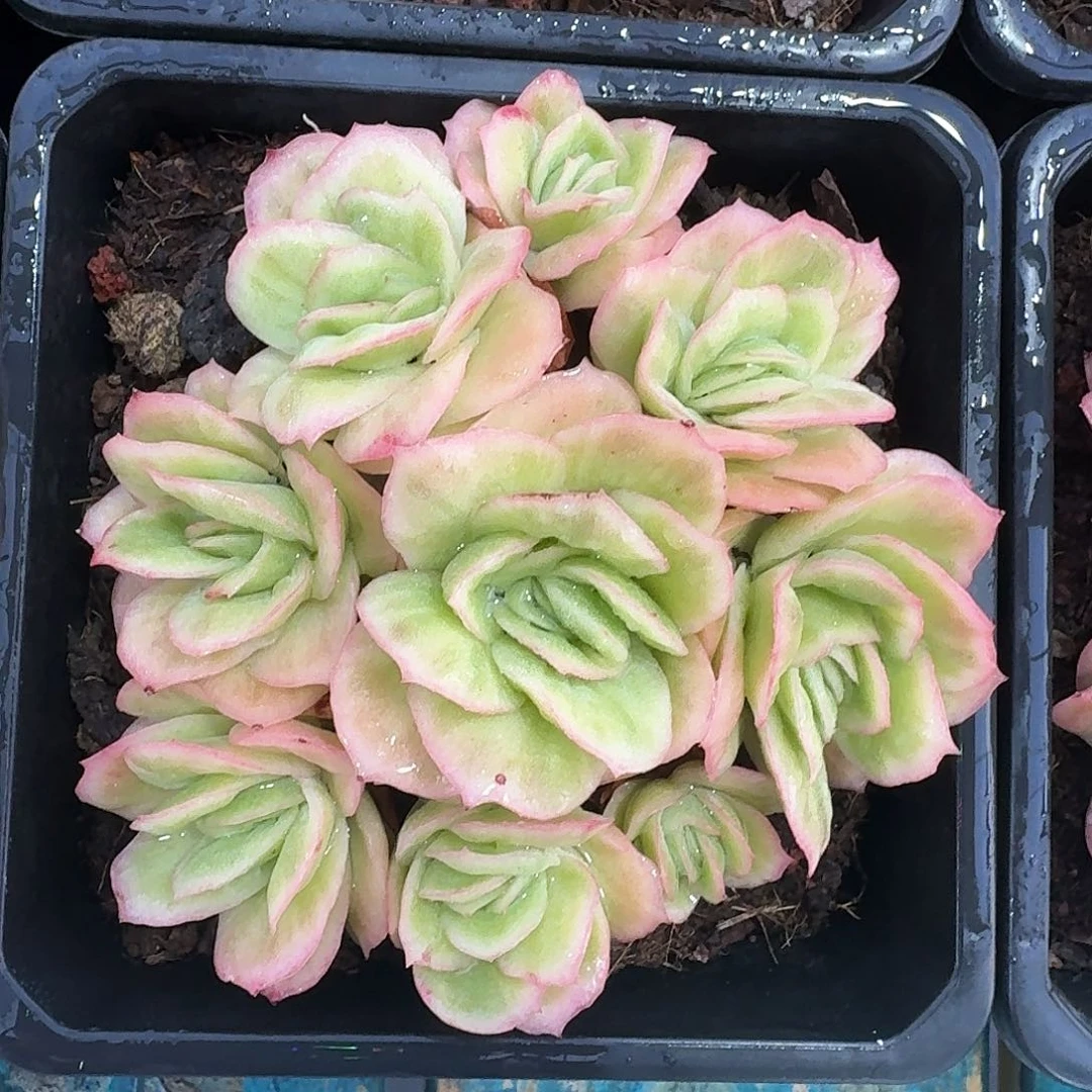 从前慢多肉编号冰玫瑰锦小群