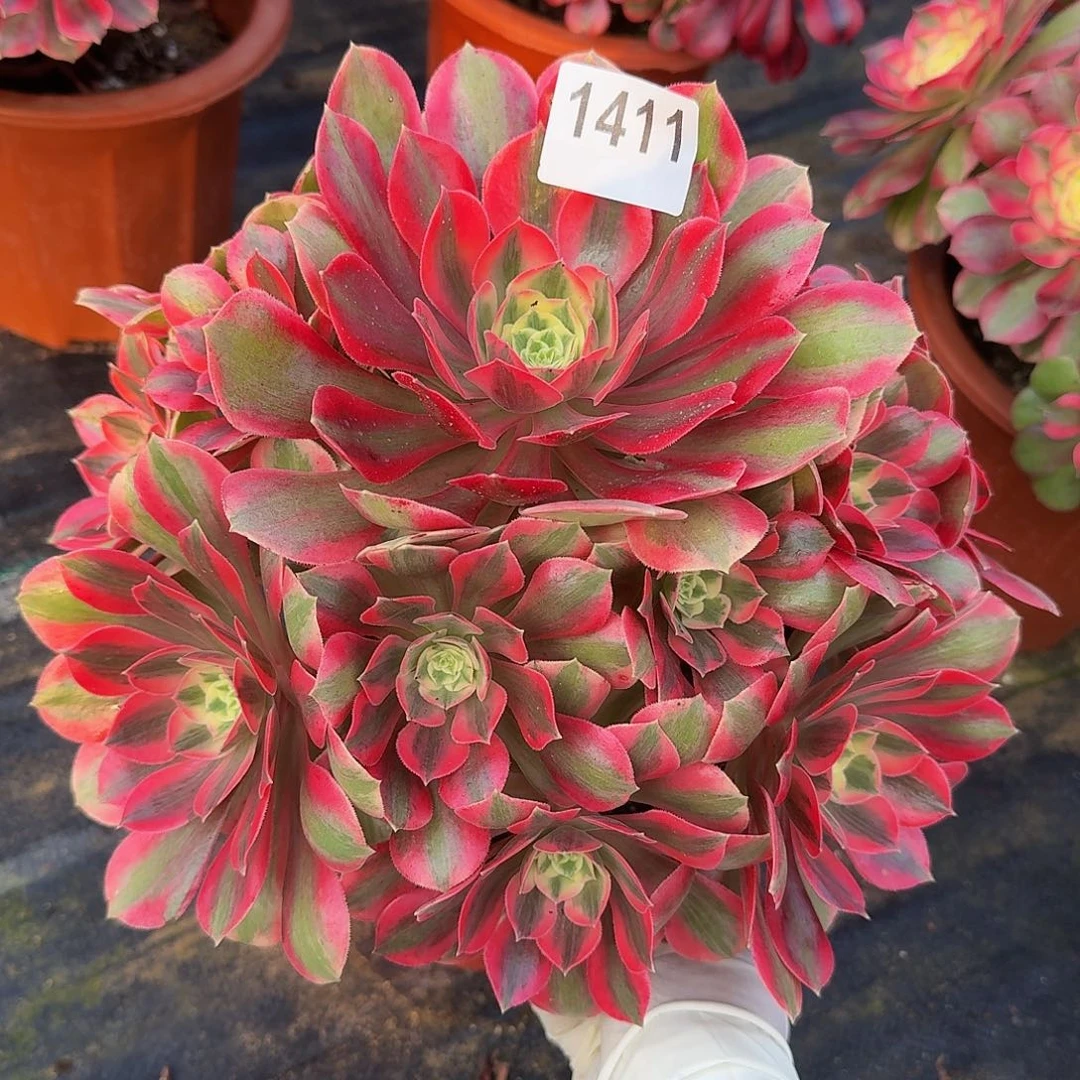 1411粉女妖44冠服24左右