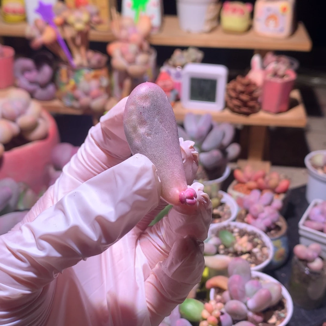 特价 晒了特价米可奶