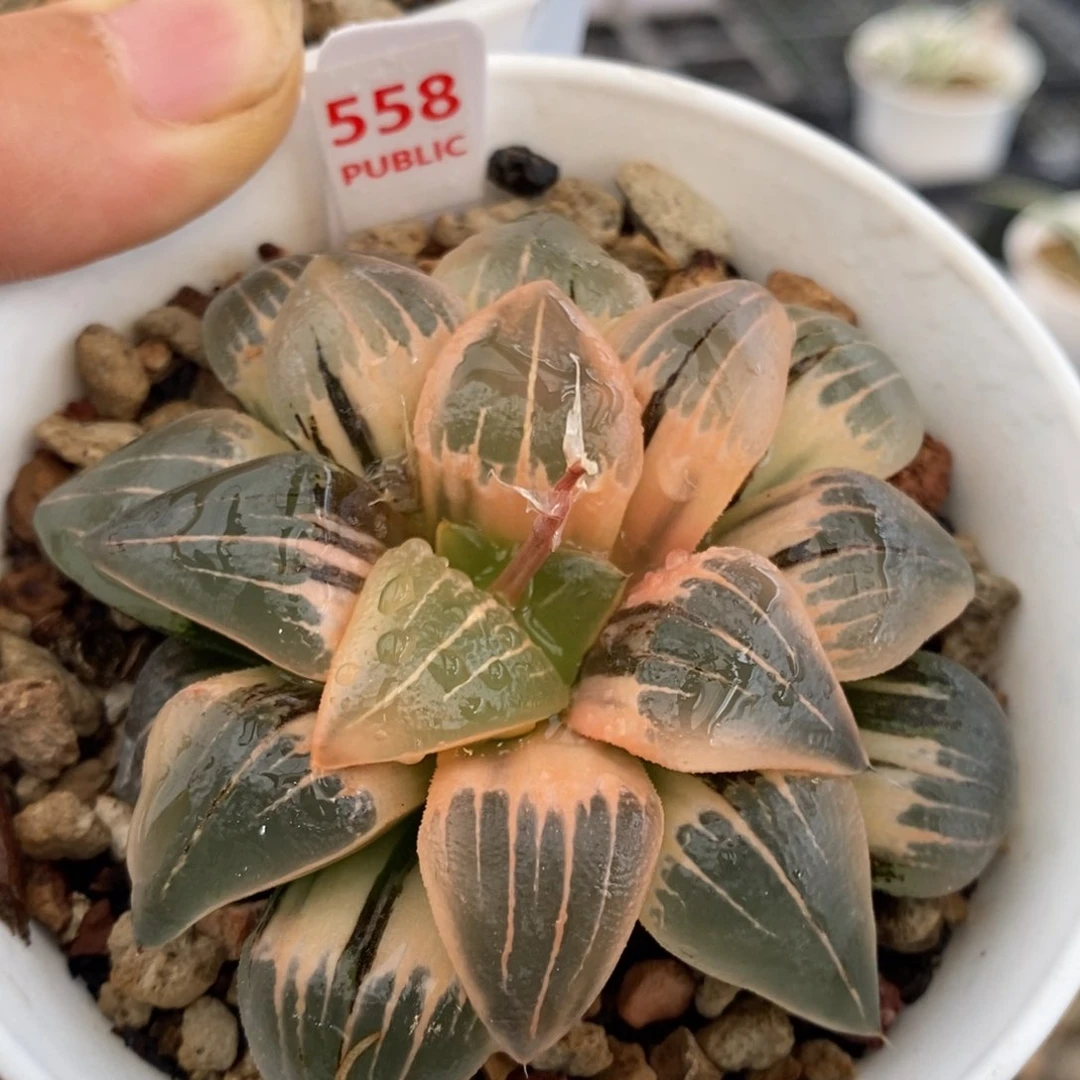 558号糊斑红纹寿锦