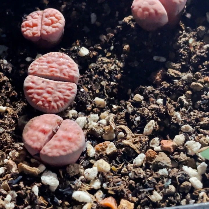 408阿克塞尔玫瑰带盆