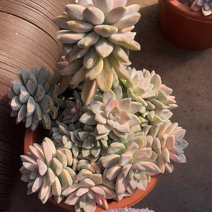 淡雪锦缀，一物一拍