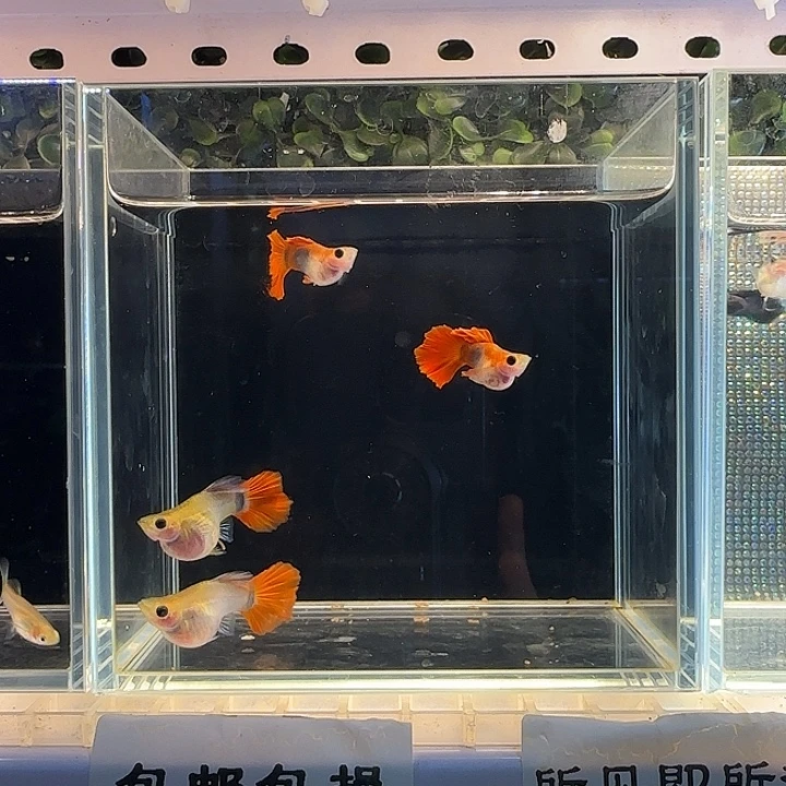 孔雀鱼红礼服球三对