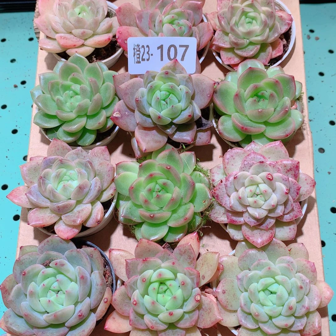23-107一物一拍多肉带盆18颗