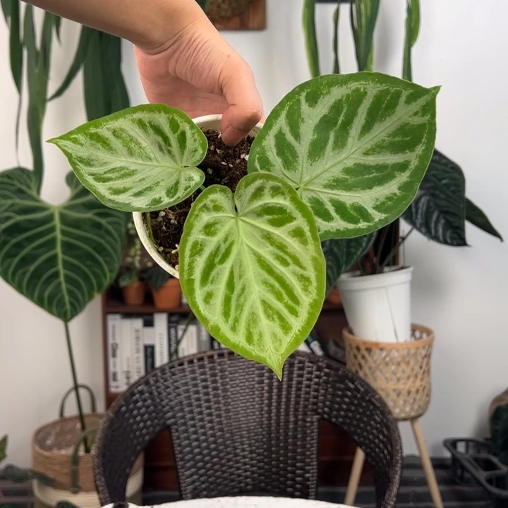 不开花植物印尼满银铜锣烧