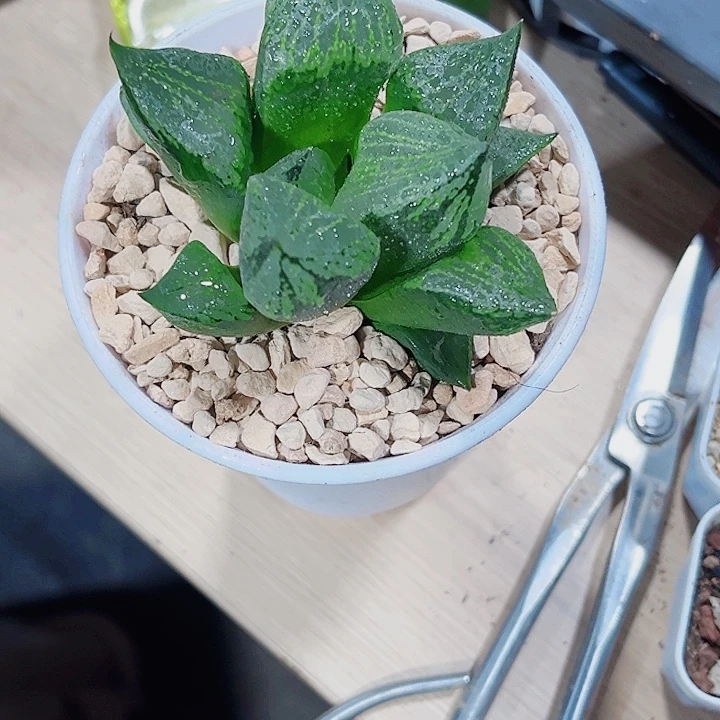 特价处理不包售后