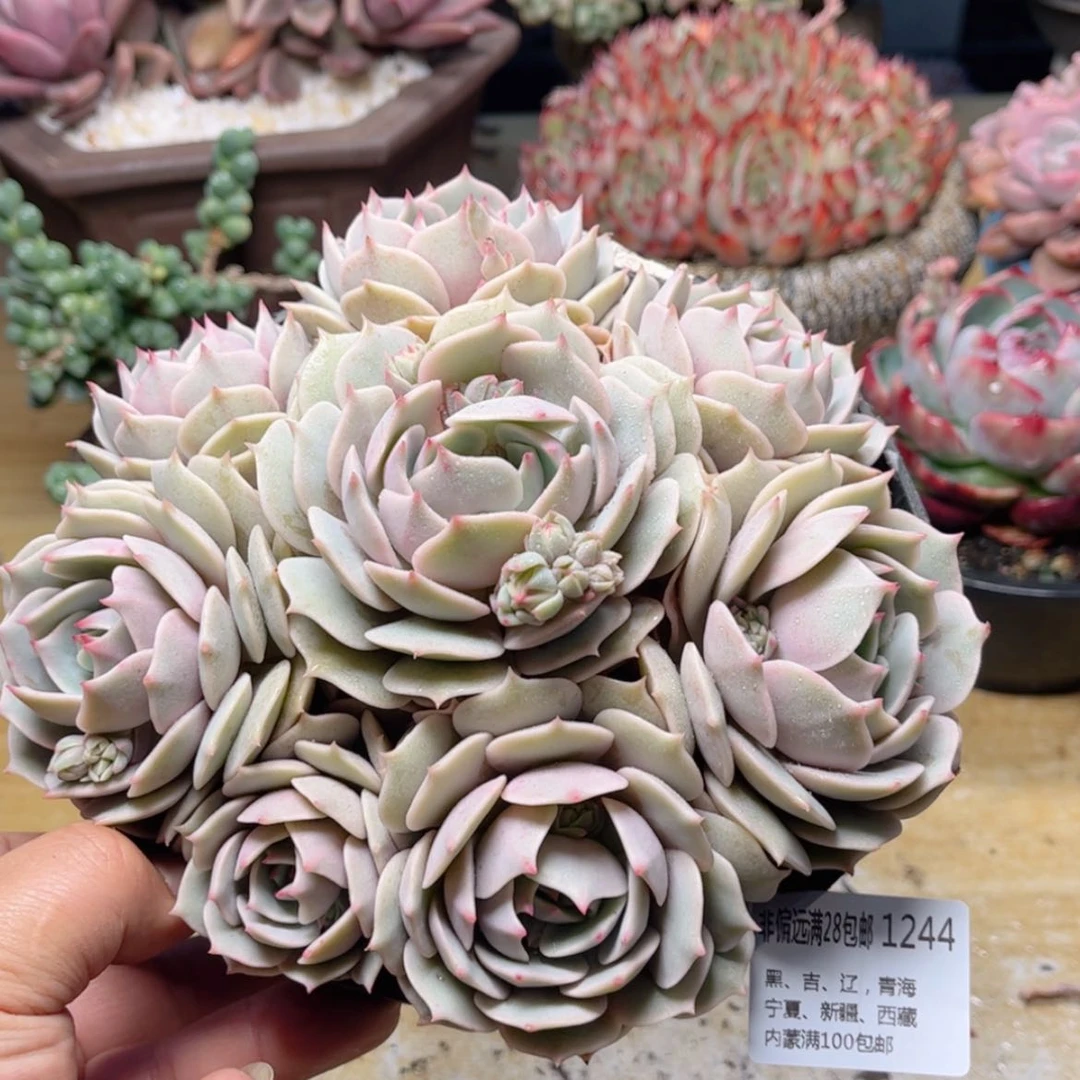 【闪购商品】1244露娜连