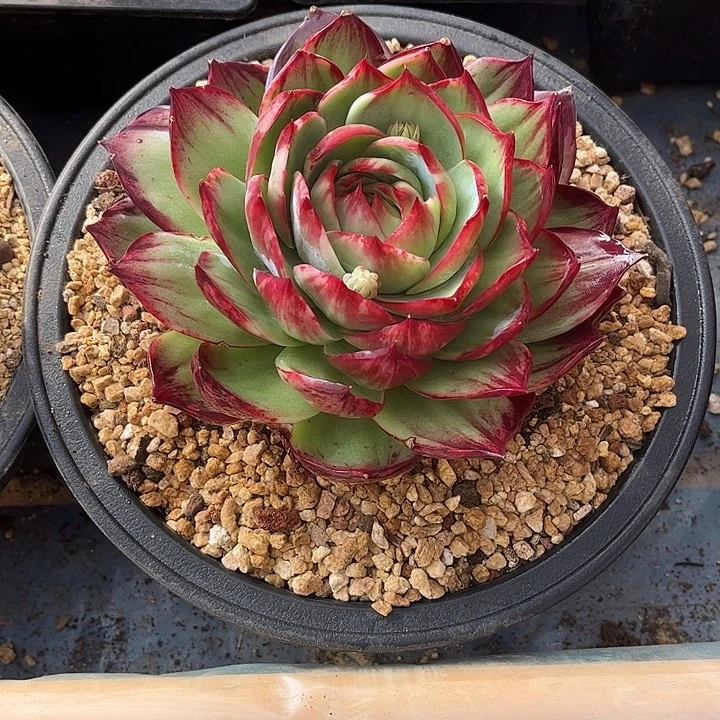 曾***节惊鸿仙子多肉植物8801