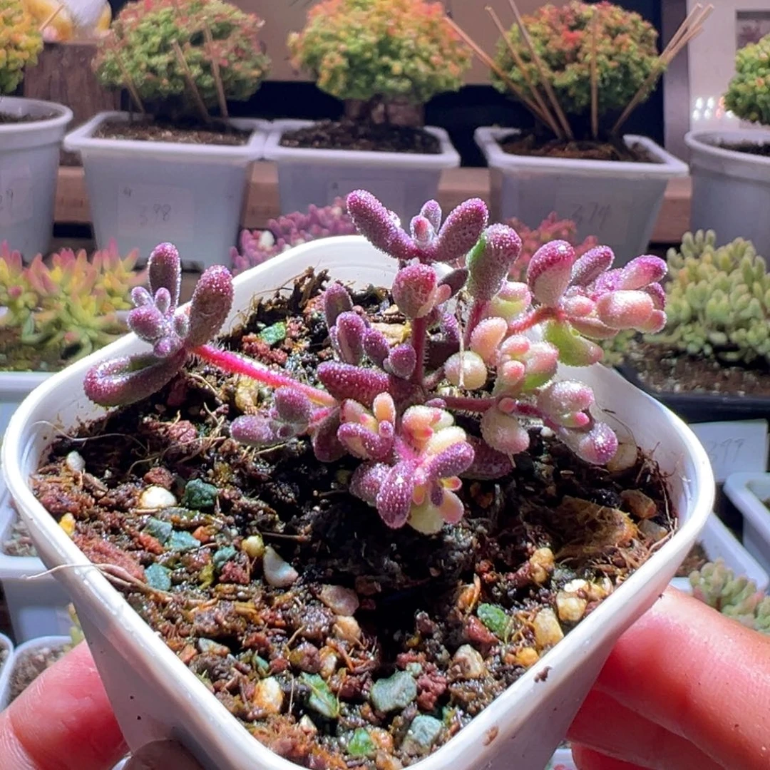 436红宝石锦一物一拍包开箱