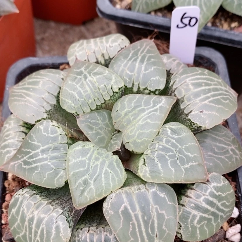 【闪购商品】50水晶101