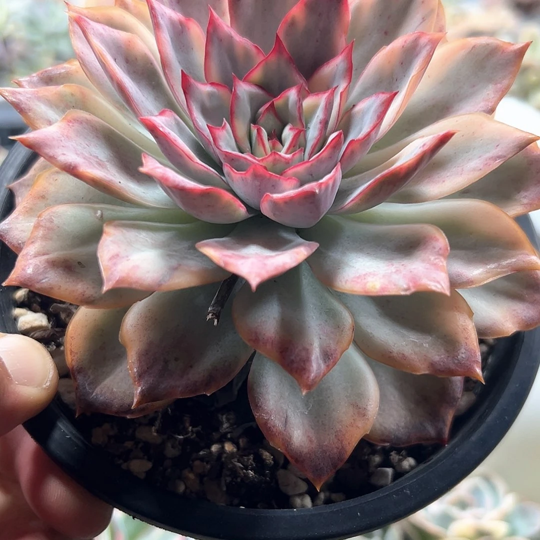 月光女神锦 小方花圃一物一拍