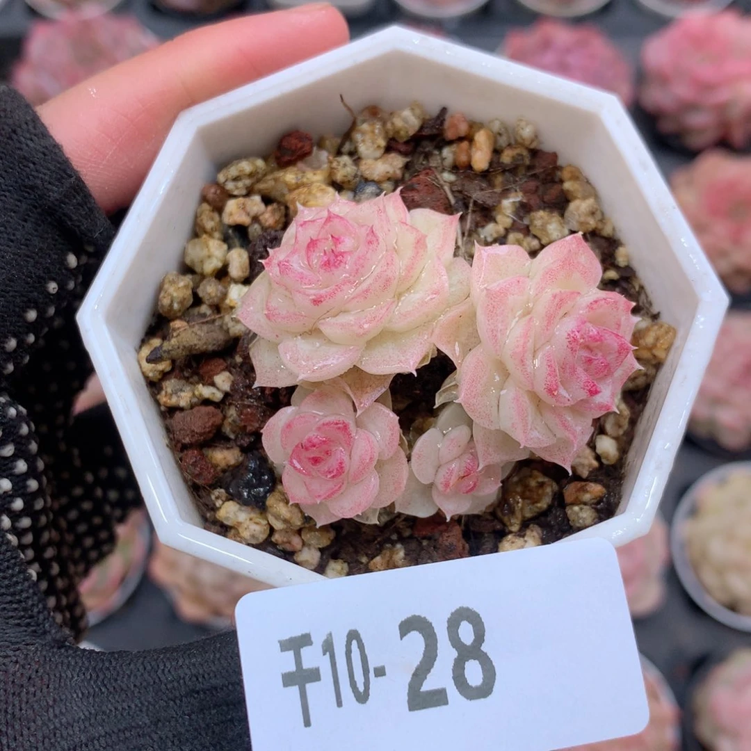 千山雪10-28 白天鹅