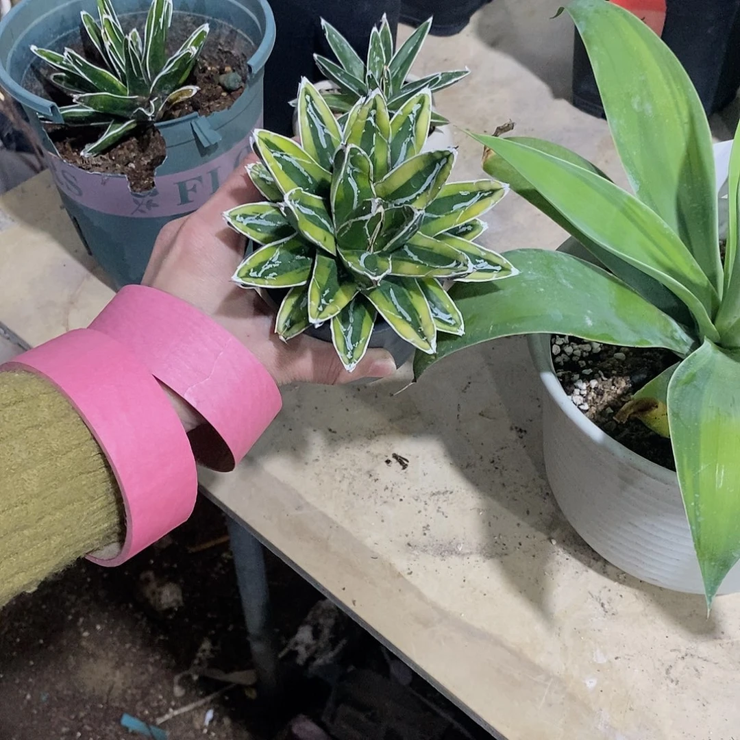 辉山屉之雪冠幅8-10公分1颗