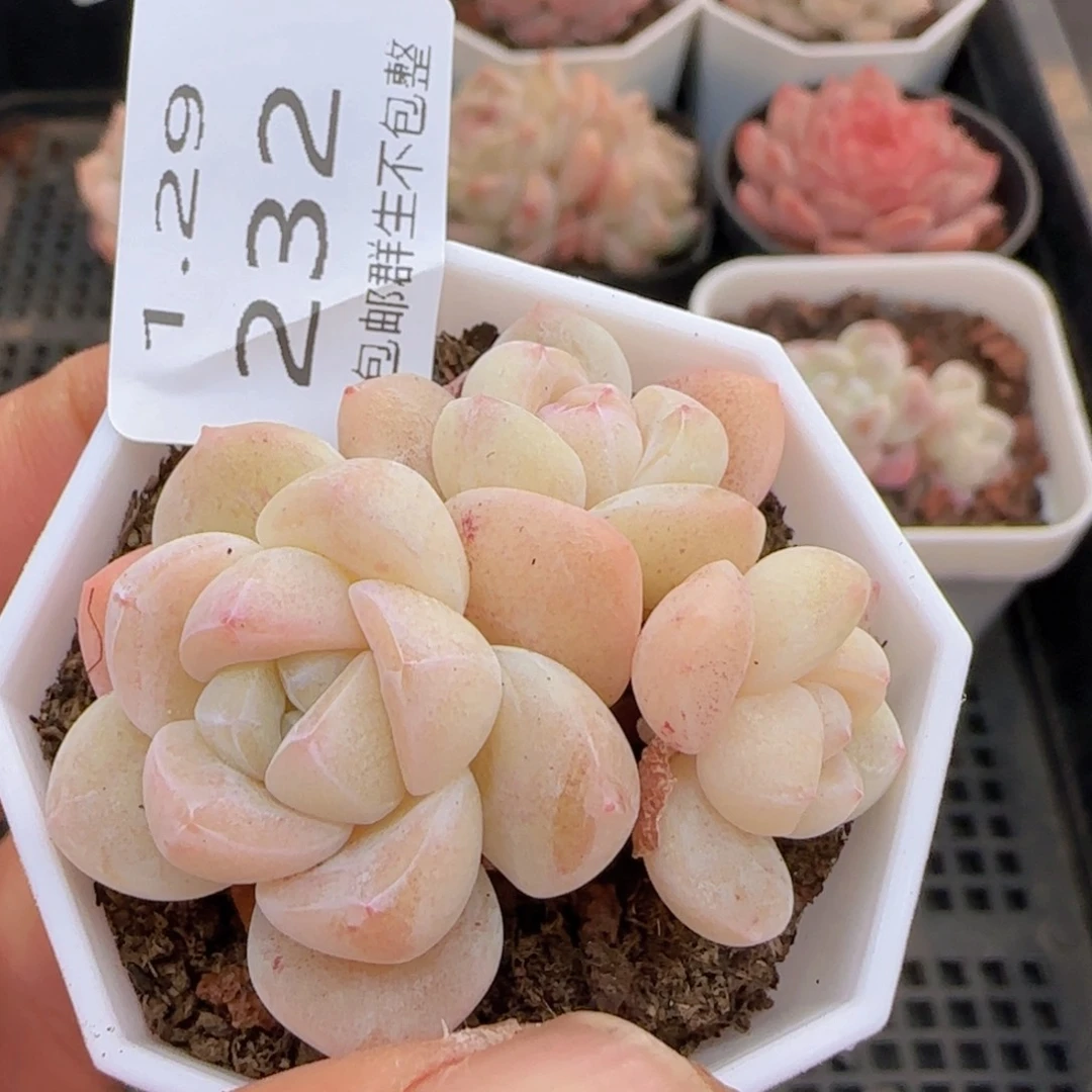 三头冰玉一颗脱土