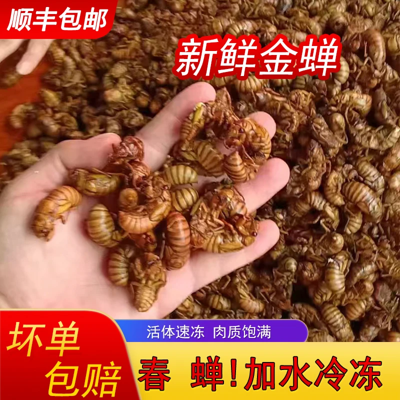 顺丰包邮山东新鲜野生大知了猴活体速冻金蝉爬叉蝉蛹爬拉猴唐僧肉