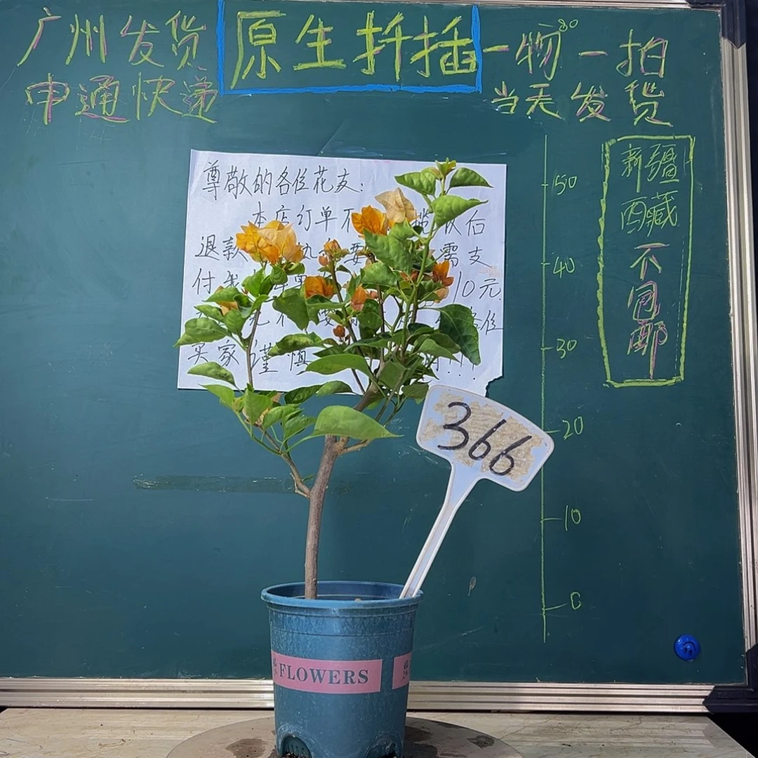 当前无花栽培后可以开花 绿叶柠檬黄 366