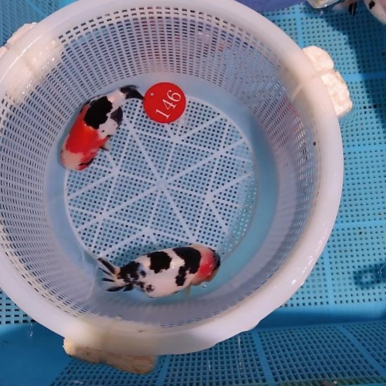 金鱼146兰寿两只特价顺丰包邮