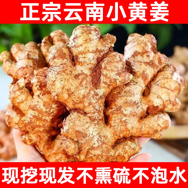 云南高山小黄姜新鲜生姜 老姜 产地直销姜香浓郁山地种植新鲜姜D