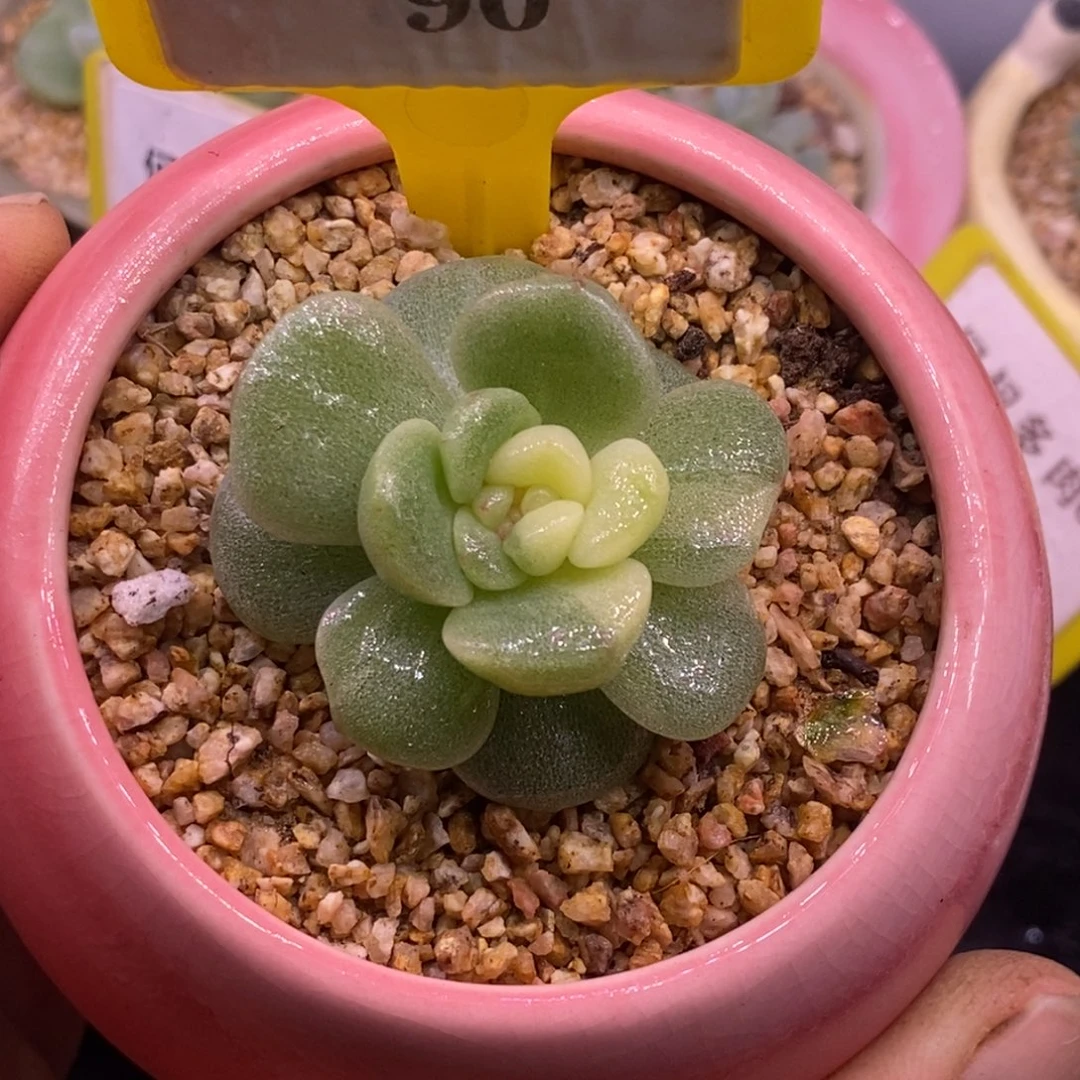 790冰玉锦单头…………