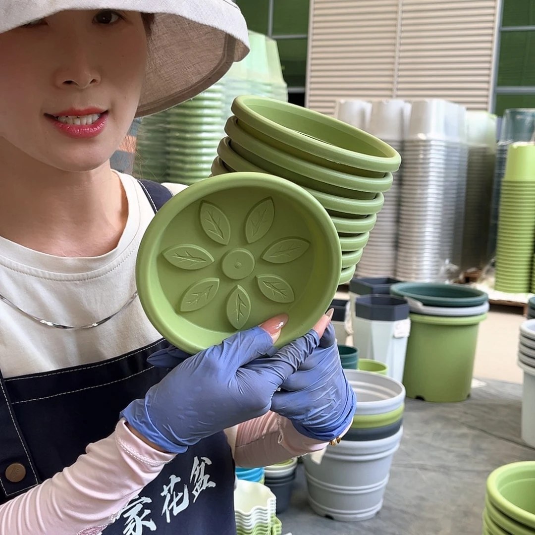 四季盆1#果绿色10个无托