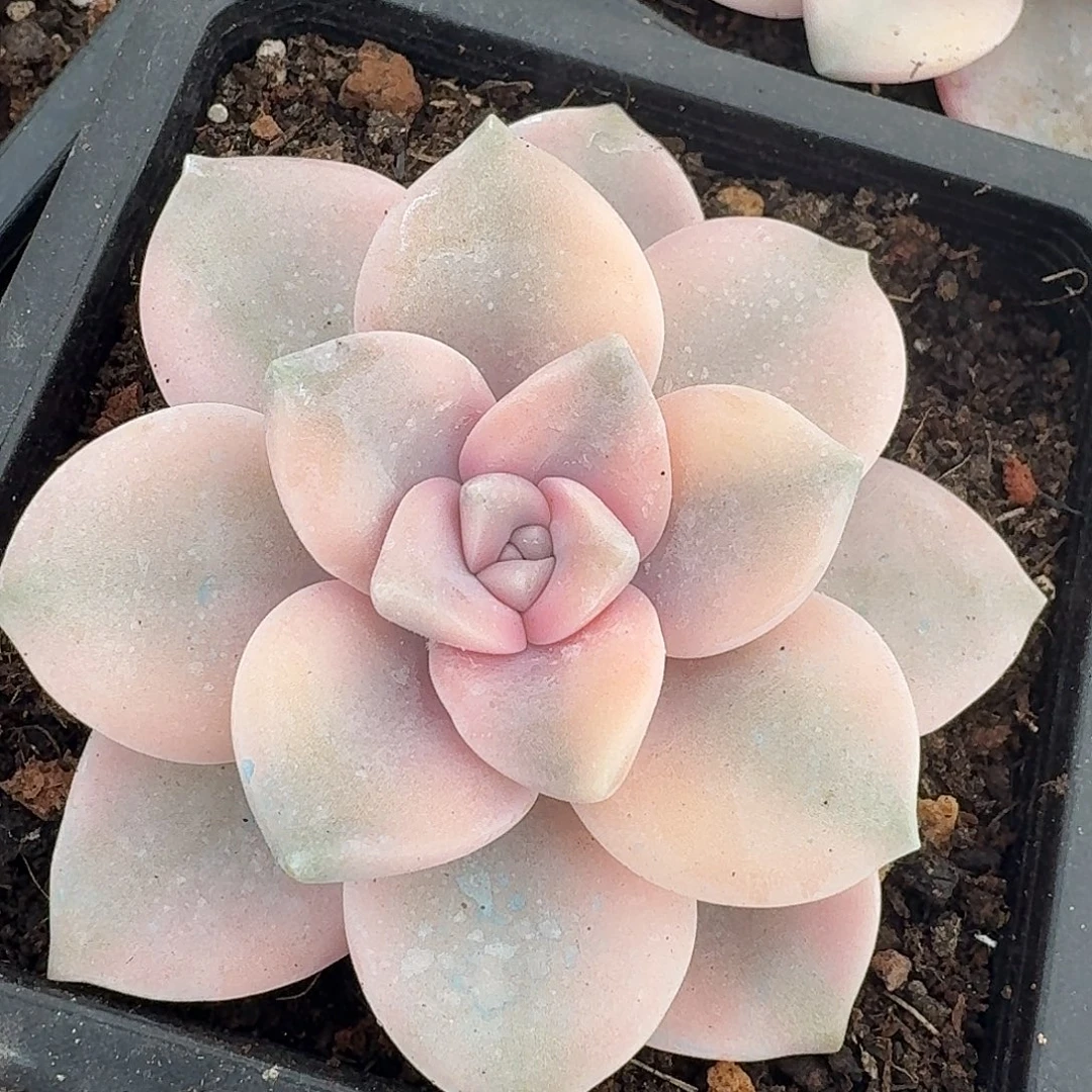 粉紫乐锦一物一拍