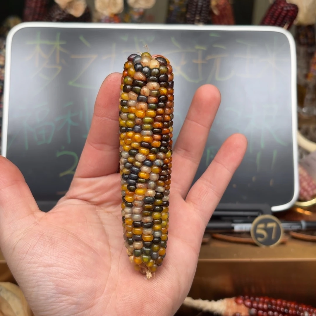 柏香籽/百香籽吊坠川****?