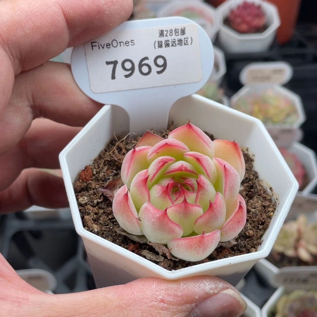 勾魂仙子7969-4厘米