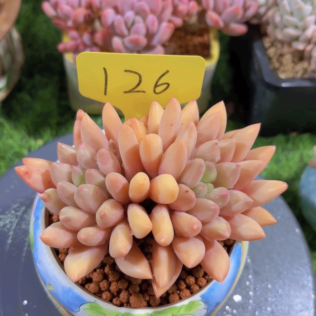 是***！我的小可爱们都好可爱