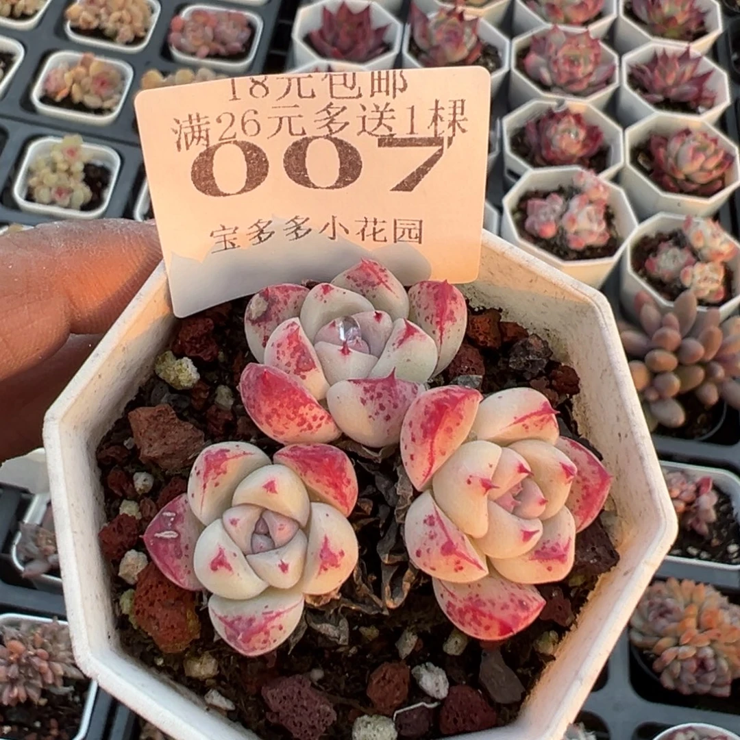 007号三头白底佳人一物一拍满18包邮