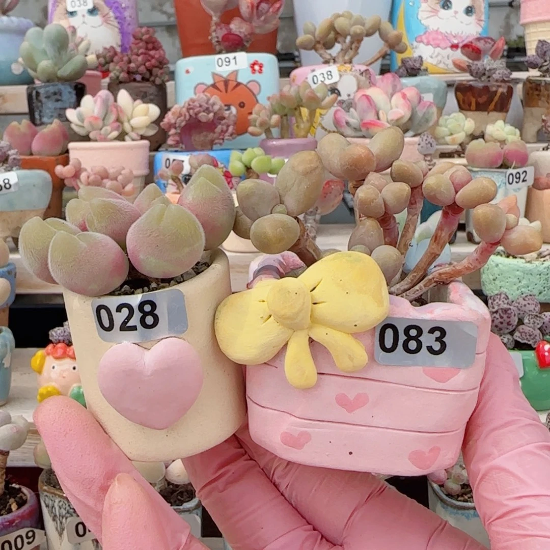 B***尔造型毛翠造型奶酪带盆种好