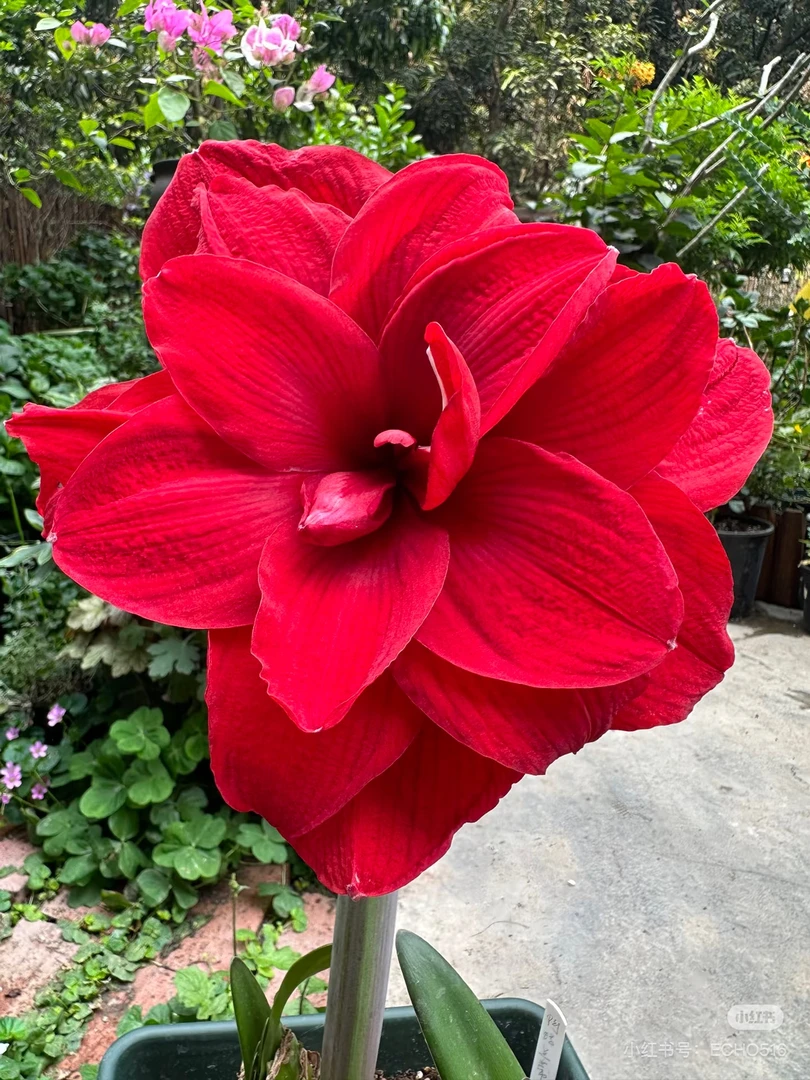 【安陌/阿马兰蒂】荷兰进口朱顶红