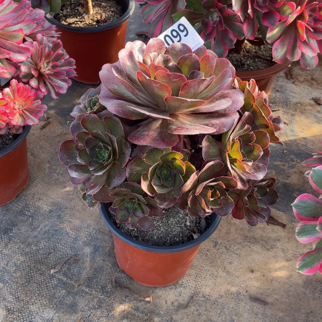 断枝媚金玫瑰099多肉