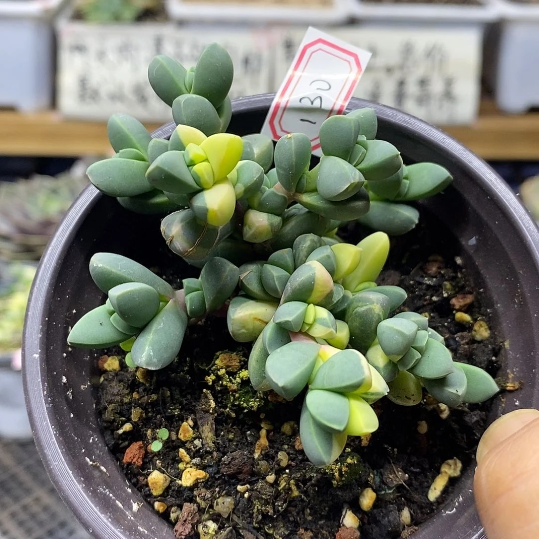 21130 鹿角海棠锦