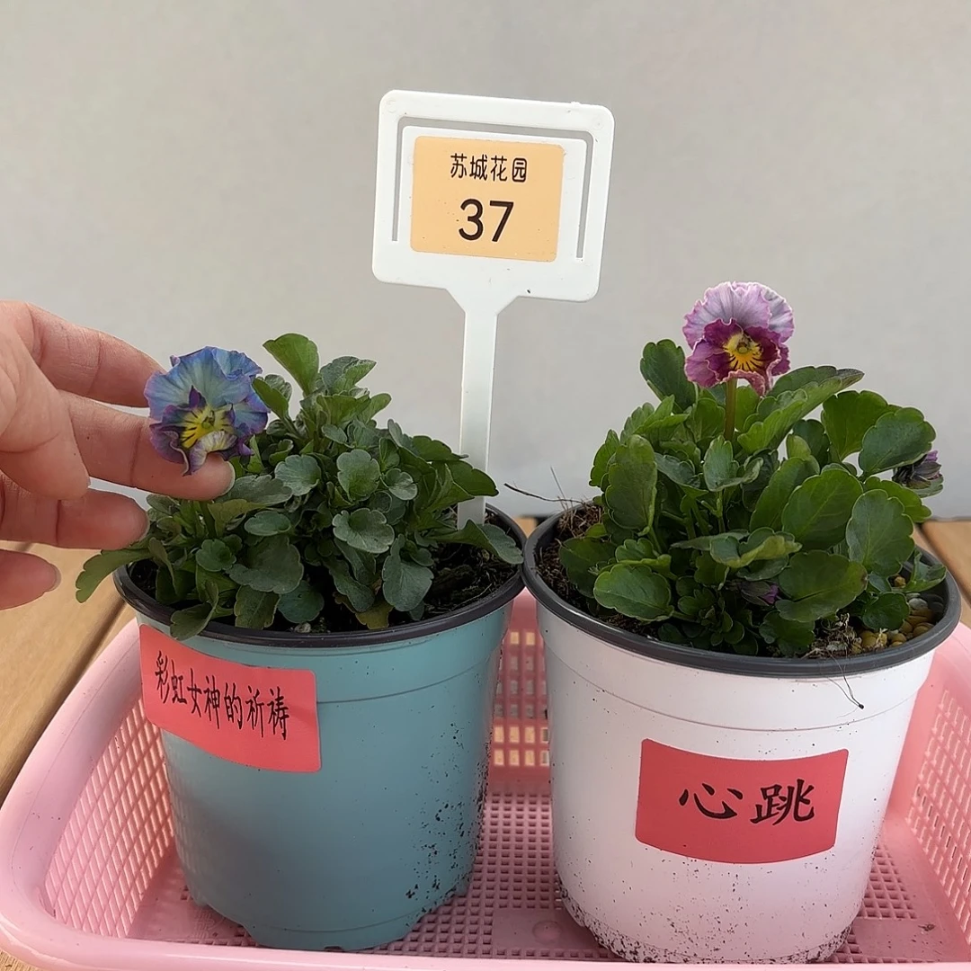 大部分开放少量花苞37