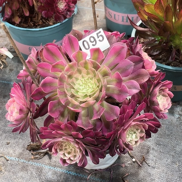 095红铜白 冠幅24